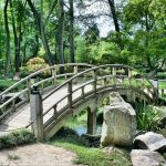 przycinanie-traw-ozdobnych-kompleksowy-przewodnik-dla-milosnikow-ogrodu