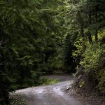 trawy-do-cienia-odkryj-najlepsze-gatunki-do-twojego-ogrodu