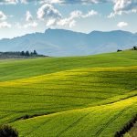 tymotka-lakowa-pylenie-wszystko-co-powinienes-wiedziec-o-tym-procesie-w-rolnictwie
