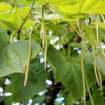 co-posadzic-pod-katalpa-najlepsze-rosliny-i-kwiaty-na-zacienione-miejsca-w-ogrodzie
