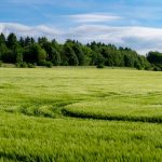 kiedy-siac-trawe-na-polu-ekspert-radzi-jak-robic-to-skutecznie