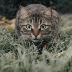 kocia-trawa-uprawa-kompletne-informacje-i-proste-wskazowki-dla-ogrodnikow