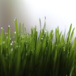 trawa-pszeniczna-wlasciwosci-i-korzysci-wszystko-co-musisz-wiedziec-o-zdrowotnym-superfood