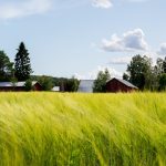 trawa-stipa-uprawa-kompletny-przewodnik-do-sukcesu-w-twoim-ogrodzie