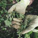 jak-zapobiegac-rozwojowi-trawy-w-malinach-skuteczne-metody-i-rekomendacje