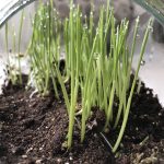 korzen-trawy-pszenicznej-poznaj-jego-niezwykle-wlasciwosci-i-zastosowanie-w-codziennej-diecie