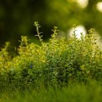 najlepsza-trawa-na-trawnik-porownanie-popularnych-gatunkow-i-ich-cech-adaptacyjnych