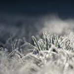 trawa-pampasowa-na-zime-przygotowanie-i-ochrona-roslin-przed-mrozem