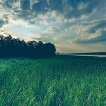 zelazo-do-trawnika-skuteczne-metody-na-zielona-trawe