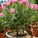 dlaczego-oleander-nie-kwitnie-mozliwe-powody