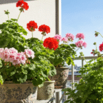 dlaczego-pelargonie-nie-kwitna-kilka-mozliwych-powodow
